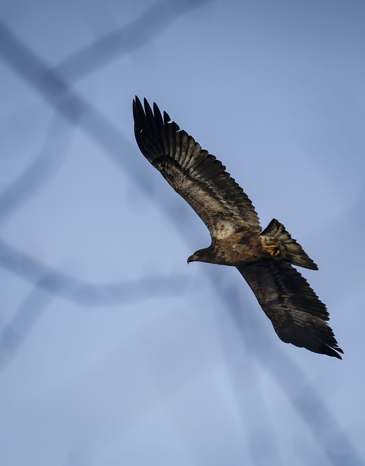 122016-BALD-EAGLE-DAYS-007